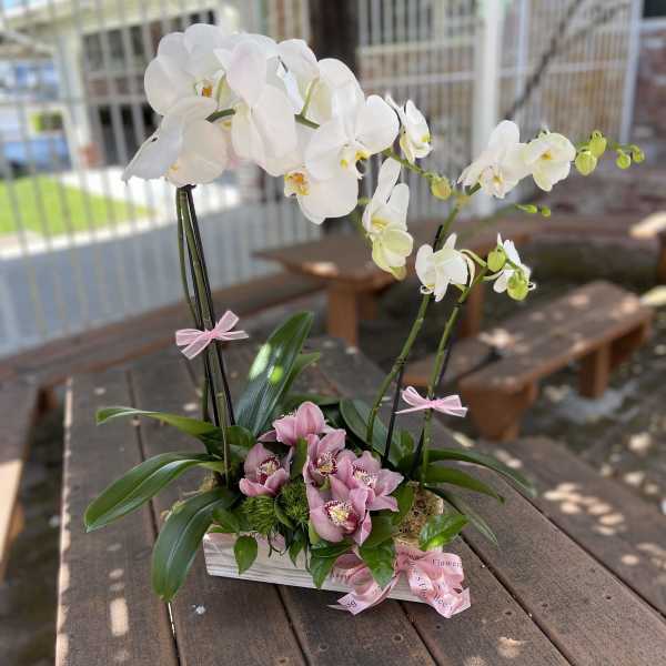 White and pink orchids arranged in a rectangular planter with ribbon bows.