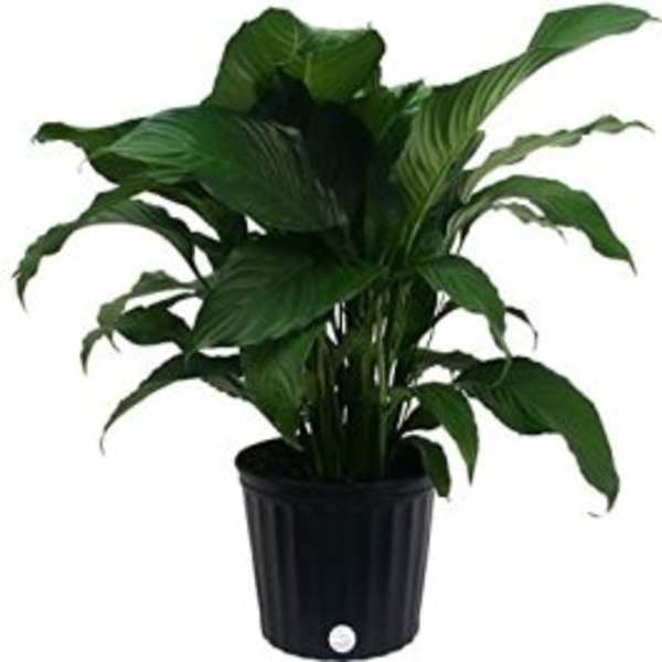 Potted green houseplant with broad leaves in a black container