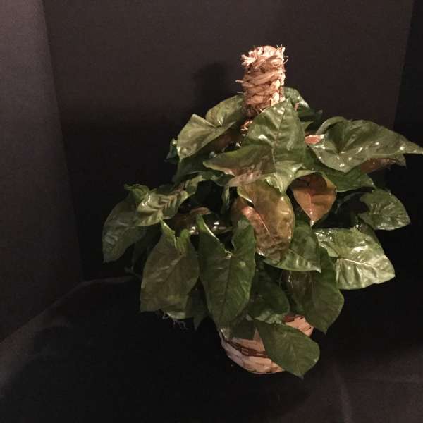 Potted leafy plant in a woven basket