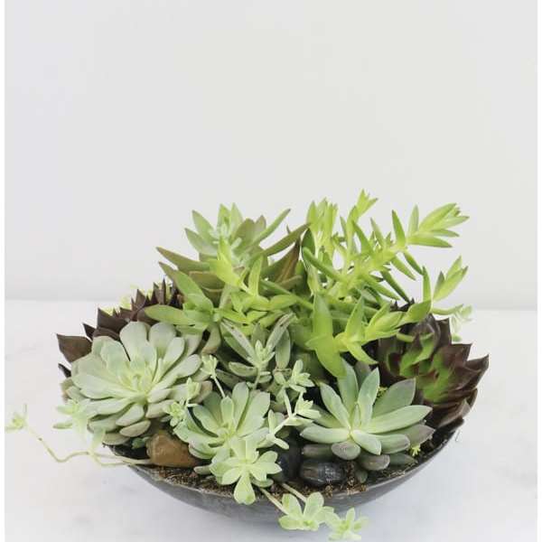 Succulent arrangement in a shallow bowl with pale green and dark burgundy rosettes