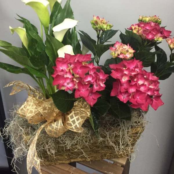 Pink hydrangeas and white calla lilies in a woven basket with a gold ribbon