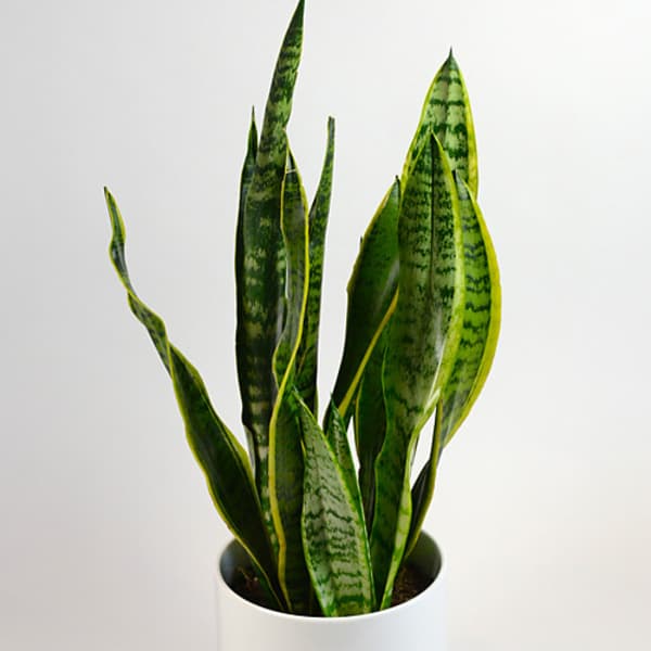 Potted snake plant in a white cylindrical planter