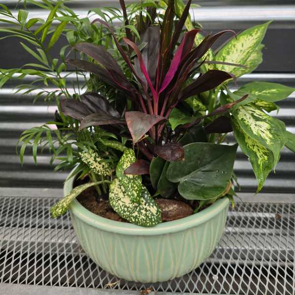 Mixed potted tropical plants in a mint-green ceramic bowl