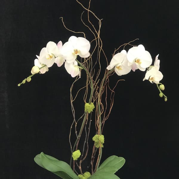 White orchids in a glass vase with curly branches