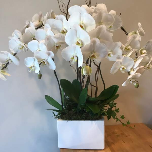 White orchid arrangement in a square white planter