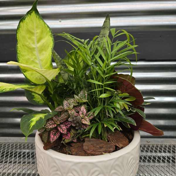 Mixed potted houseplants in a white ceramic planter