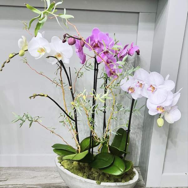 Orchid arrangement in a shallow white planter with white and pink blooms