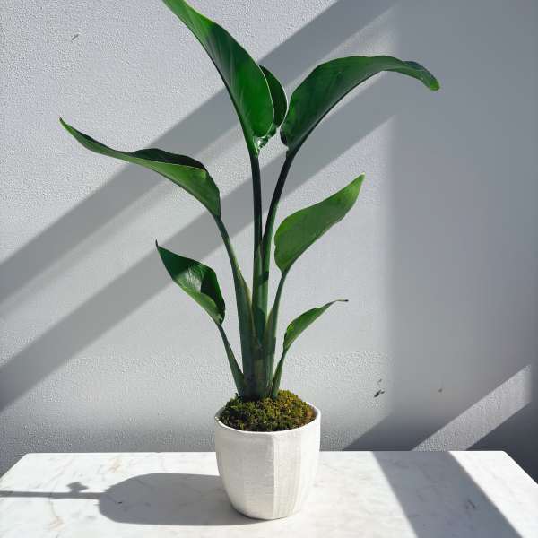 Strelitzia Plant