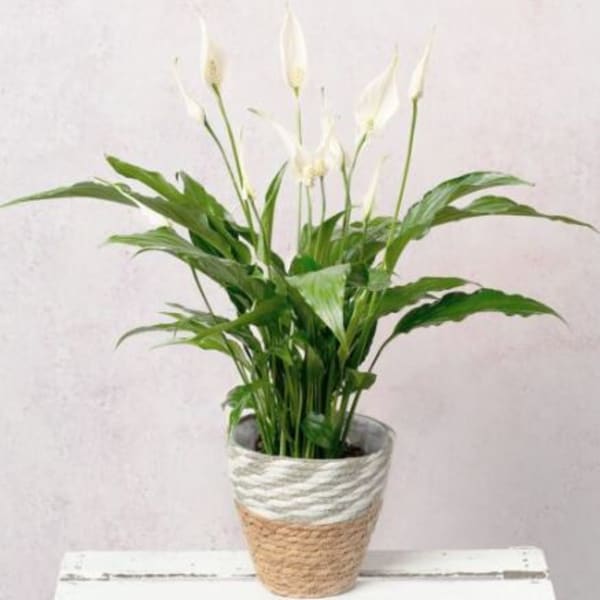 Potted peace lily with white blooms in a woven basket planter