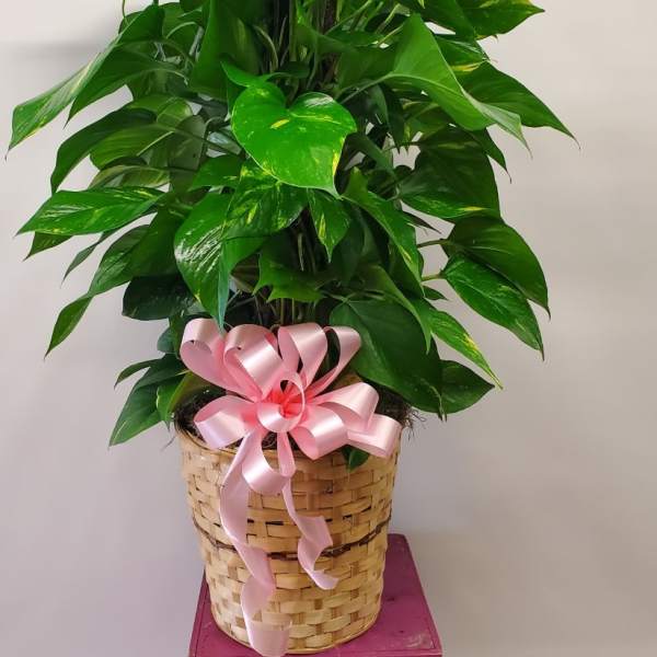 Potted green plant in a woven basket with a pink ribbon bow