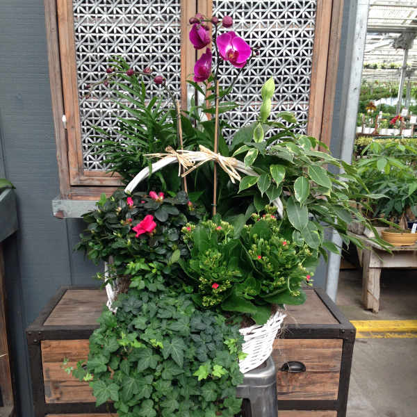 Basket of potted orchids and mixed green plants with trailing ivy