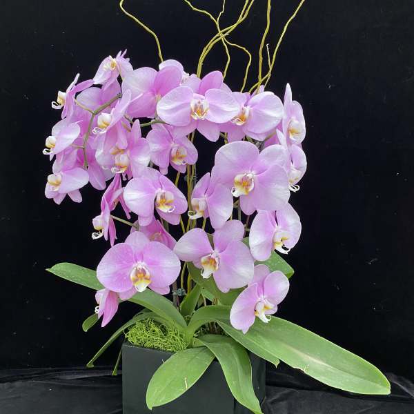 Pink orchids arranged in a black square planter