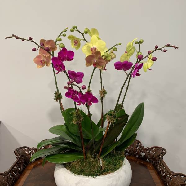 Potted orchid arrangement with pink, yellow, and peach blooms in a white bowl