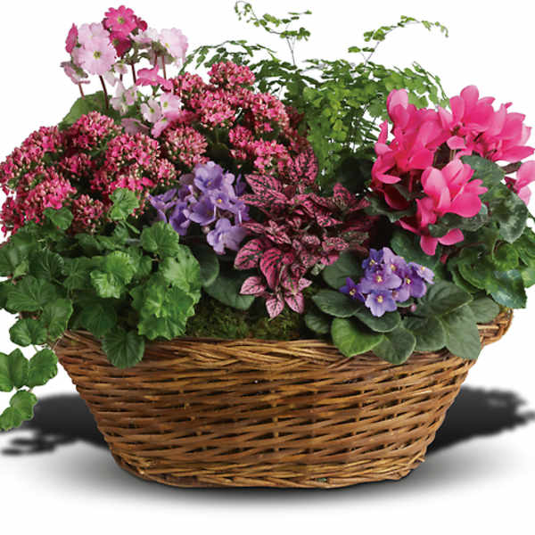 Basket of potted pink and purple flowering plants