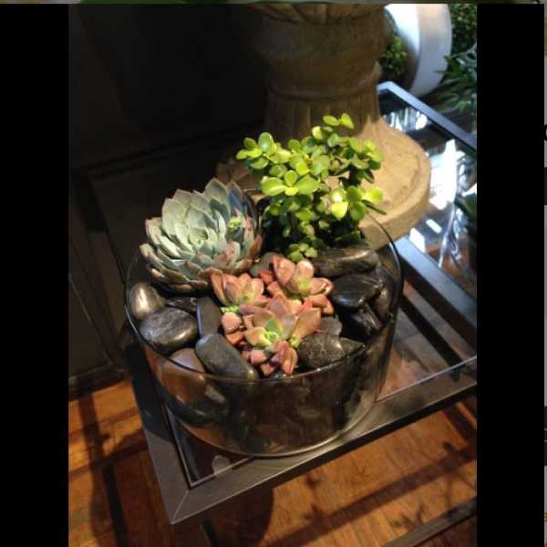 Succulent arrangement in a glass bowl with black stones