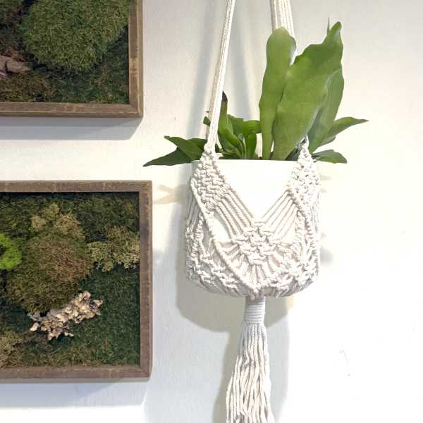 Hanging potted plant in a macramé holder on a wall