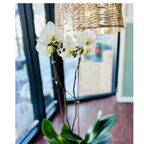 Potted white phalaenopsis orchid with tall flower spikes in a small container on a wooden floor