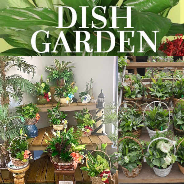 Assorted potted houseplants displayed on shelves and in baskets