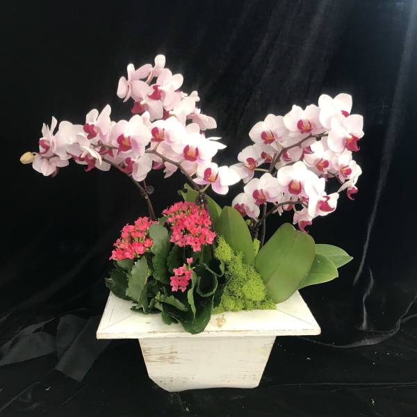 Pink orchid arrangement in a white planter with small pink blooms