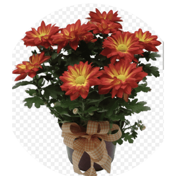 Potted red and yellow chrysanthemums with a plaid bow