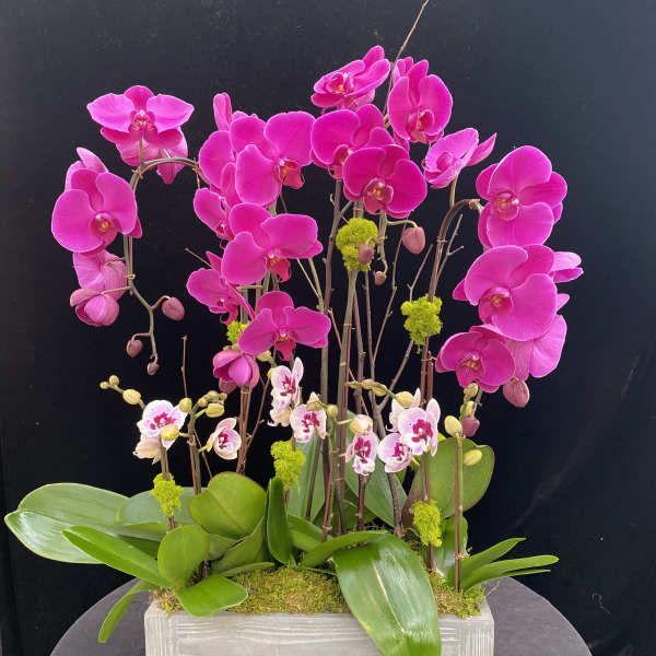 Pink orchids arranged in a rectangular white planter