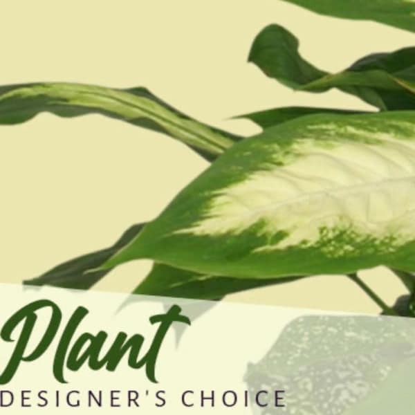 Close-up of a green-and-white plant leaf with partial text visible