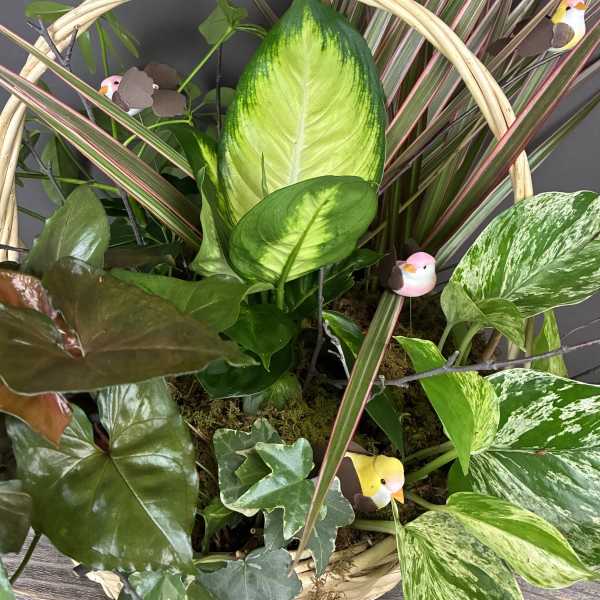 Basket of assorted green houseplants with small bird decorations