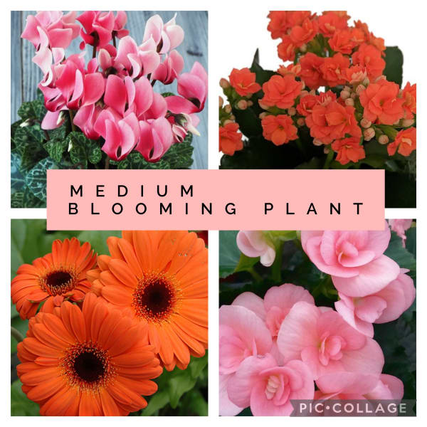 Collage of blooming potted flowers in pink, orange, and coral.