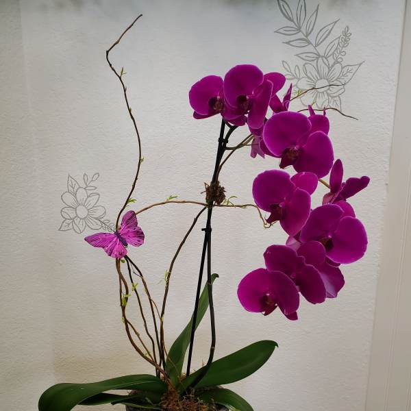 Potted purple orchid with a decorative butterfly accent