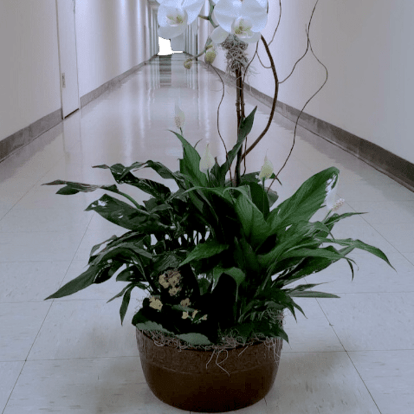 White orchid arrangement in a low brown planter with green foliage