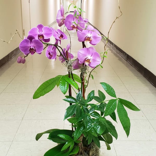 Potted orchid arrangement with purple blooms in a decorative planter