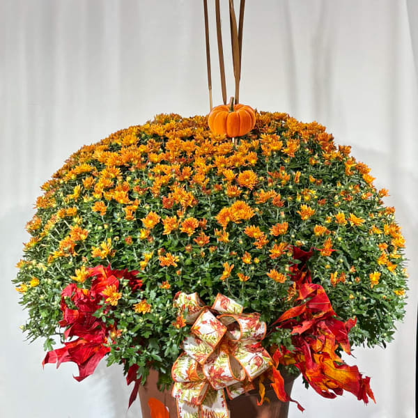 Orange chrysanthemum arrangement in a pot with a small pumpkin and ribbon bows