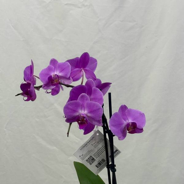 Double Bloom Orchid