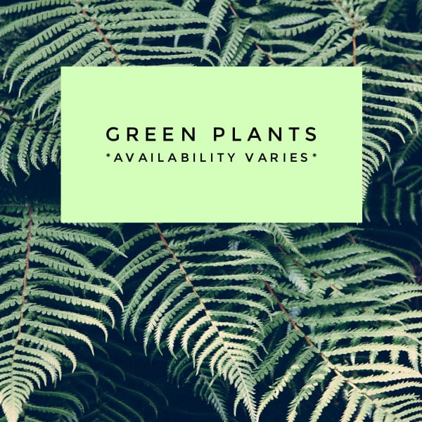 Green plant foliage with a text card reading green plants