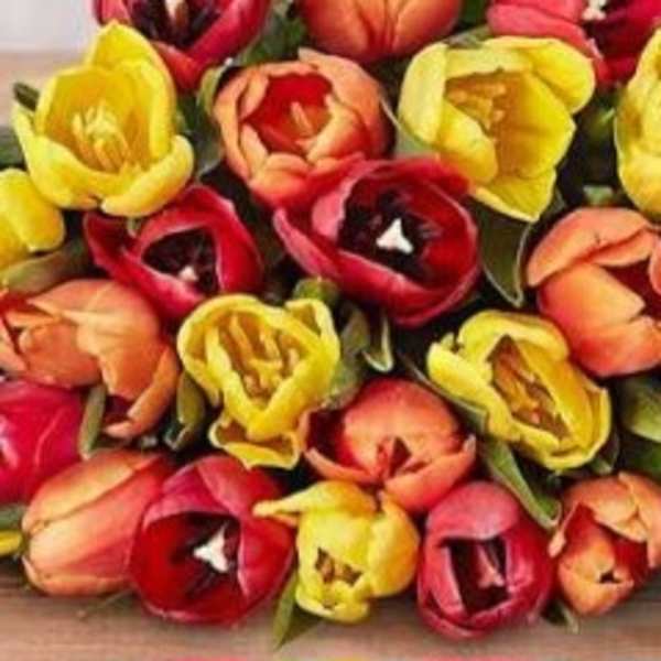 A close-up bouquet of red, yellow, and orange tulips