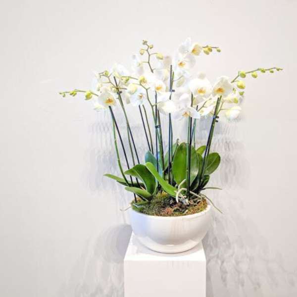 White orchids arranged in a white bowl planter on a pedestal