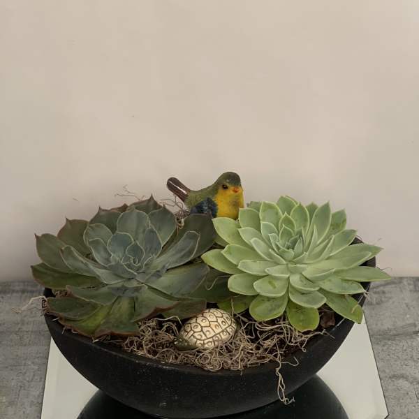 Succulent arrangement in a black bowl with a small bird figurine