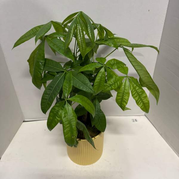 Potted green money tree plant in a ribbed beige container