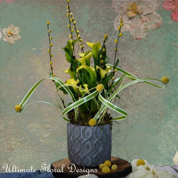 Calla lily plant