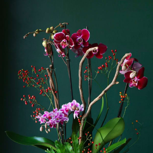 Tall orchid arrangement with red berries and broad green leaves in a container