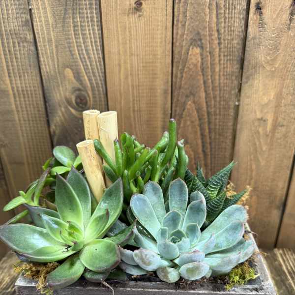 Succulent arrangement in a rectangular wooden planter with bamboo stakes