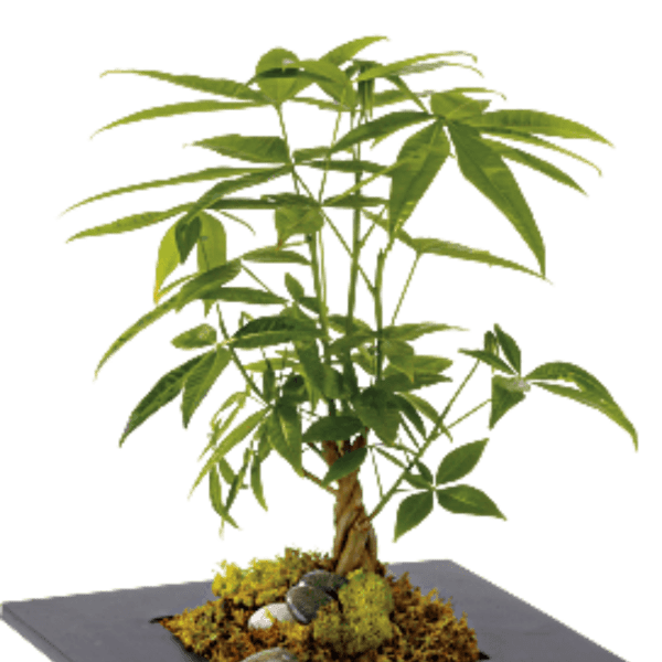 Potted money tree plant with braided trunk and broad green leaves