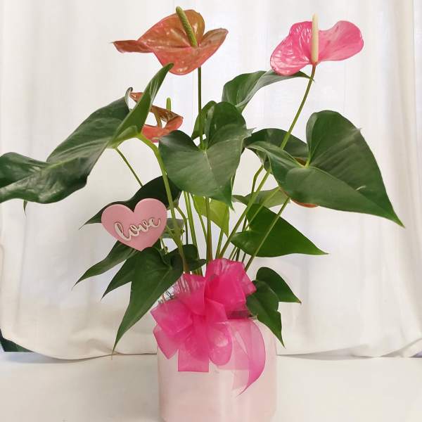 Pink anthurium arrangement in a pale pink pot with a ribbon bow