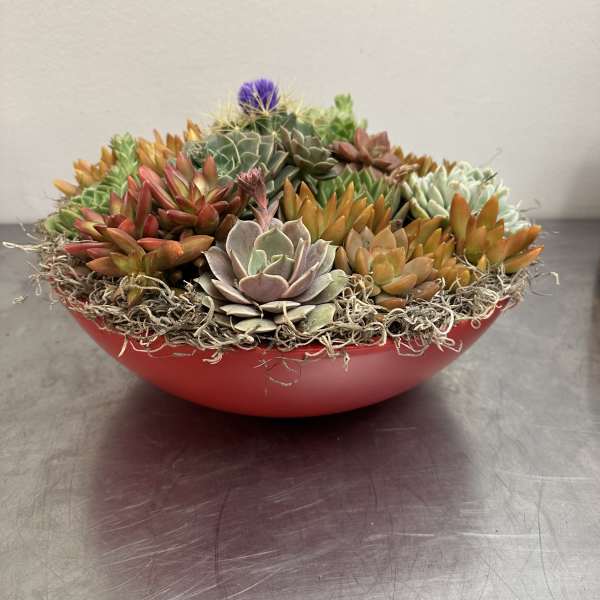 A shallow red bowl filled with assorted succulents