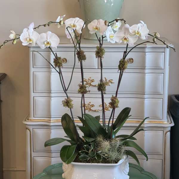 French Orchid Garden