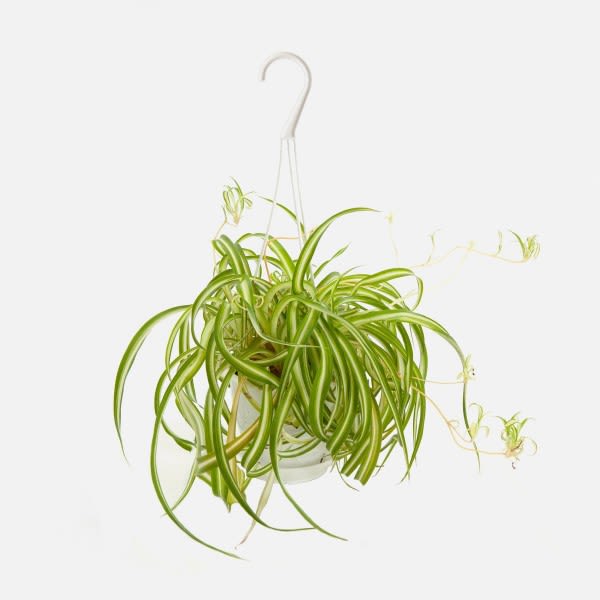 Hanging spider plant in a white pot