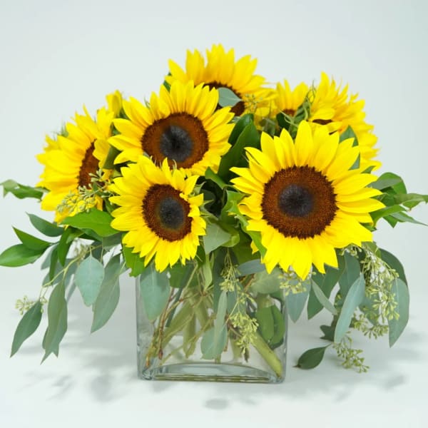 Sunflower arrangement in a clear square vase