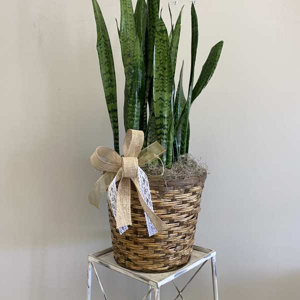 Potted snake plant in a woven basket with a burlap bow