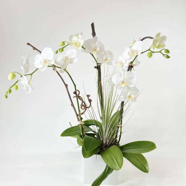 White orchids arranged in a white pot with green leaves