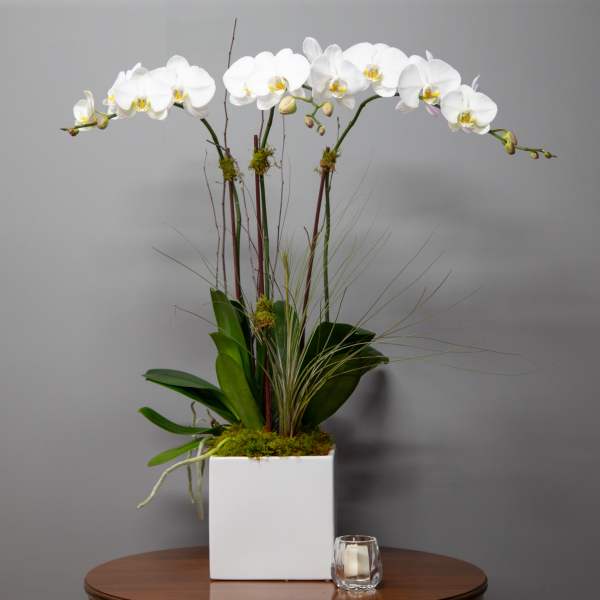 Triple White Phalaenopsis Orchids